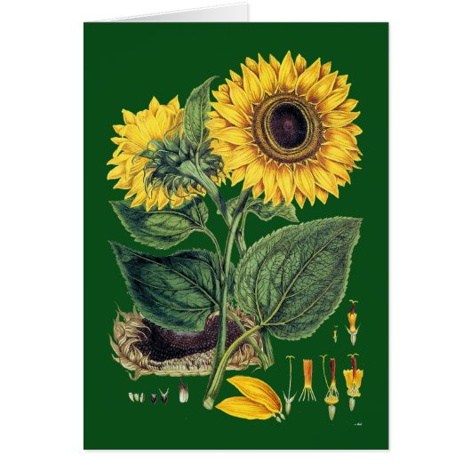 Miller: Sunflower Cards (Front)