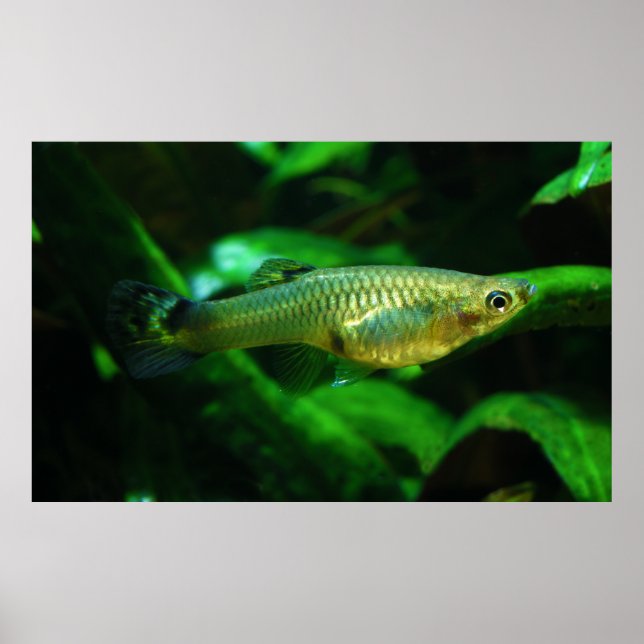 Millionfish or Guppy Poecilia Reticulata Poster (Front)