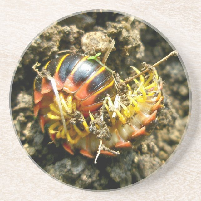 Millipede Polydesmida (Sigmoria aberrans) Items Coaster (Front)