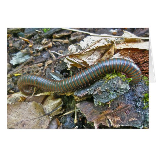 Millipede Series Items Cards (Front Horizontal)