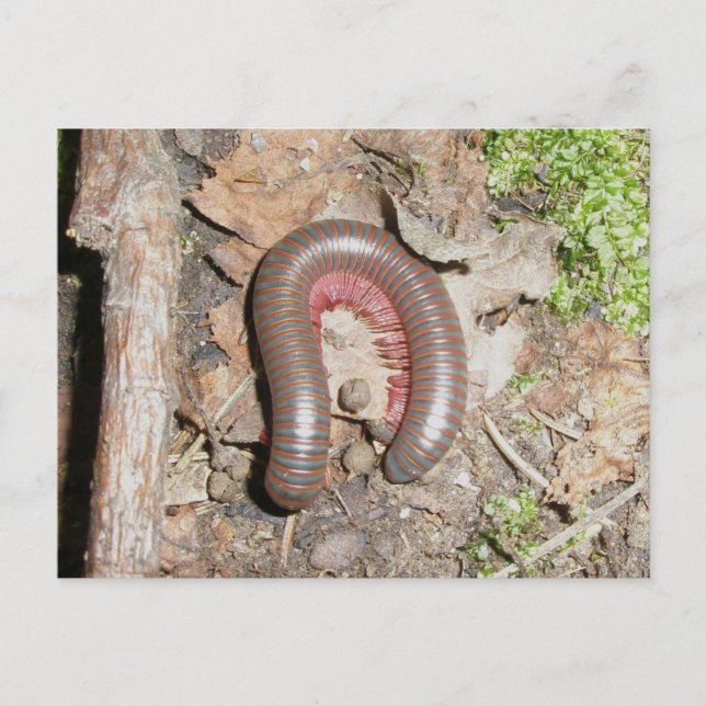 Millipede (Spirobolida-Narceus americanus) Postcard (Front)