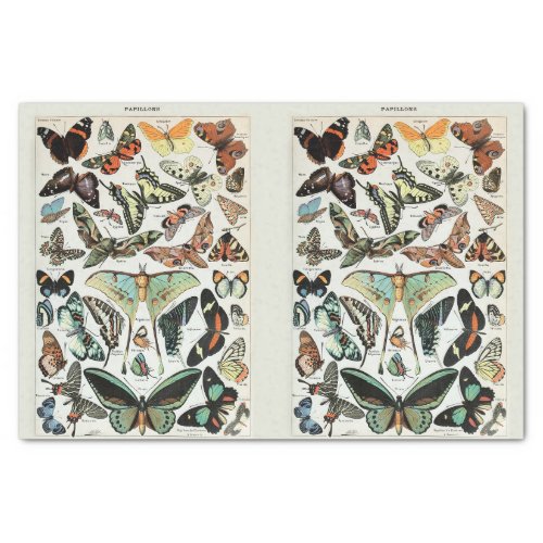 Millot Butterflies  Moths Decoupage Tissue Paper