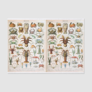 Millot Illustration, Crustaceans, Decoupage Tissue Paper