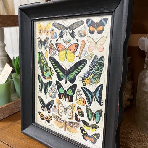 Millot Illustrations Butterflies Decoupage Tissue Paper