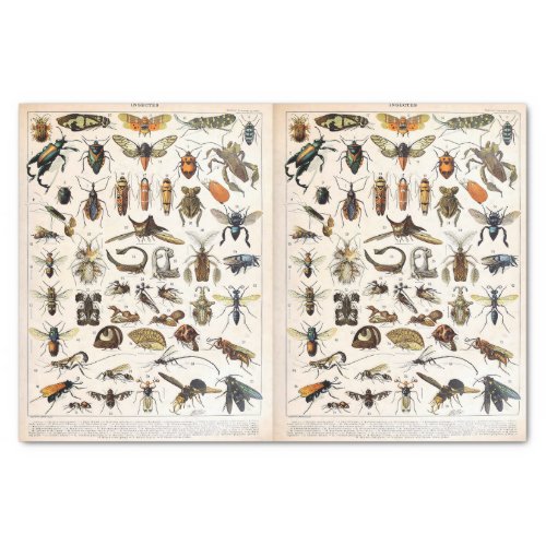 Millot Illustrations _ Insects Decoupage Tissue Paper