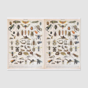 Millot Illustrations - Insects, Decoupage Tissue Paper