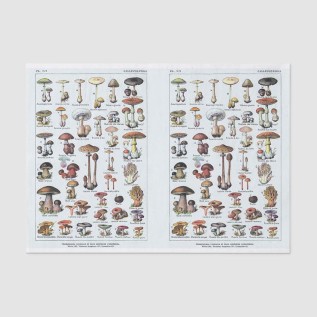 Millot Illustrations, Mushrooms, Decoupage Tissue Paper (Front)