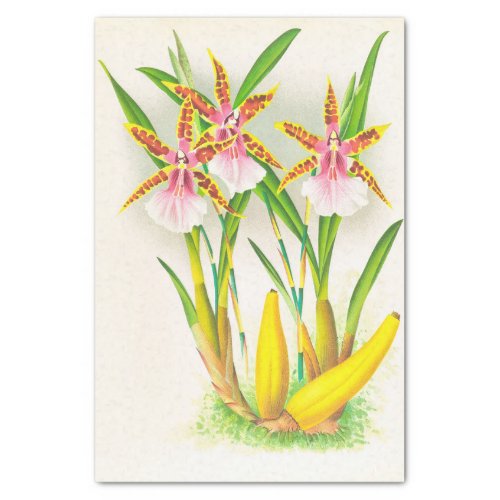 Miltonia Blunti Orchid by Jean Jules Linden Tissue Paper