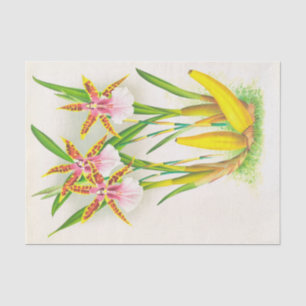 Miltonia Blunti (Orchid) by Jean Jules Linden Tissue Paper