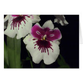 Miltonia hybrid orchid (Front Horizontal)