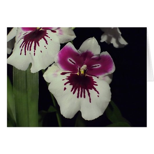 Miltonia hybrid orchid cards (Front Horizontal)