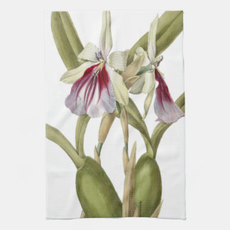 Miltonia Spectabilis orchid botanical kitchen towe Kitchen Towel