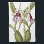 Miltonia Spectabilis orchid botanical kitchen towe Towel<br><div class="desc">Miltonia Spectabilis orchid botanical kitchen towel</div>