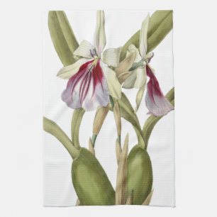 Miltonia Spectabilis orchid botanical kitchen towe Towel
