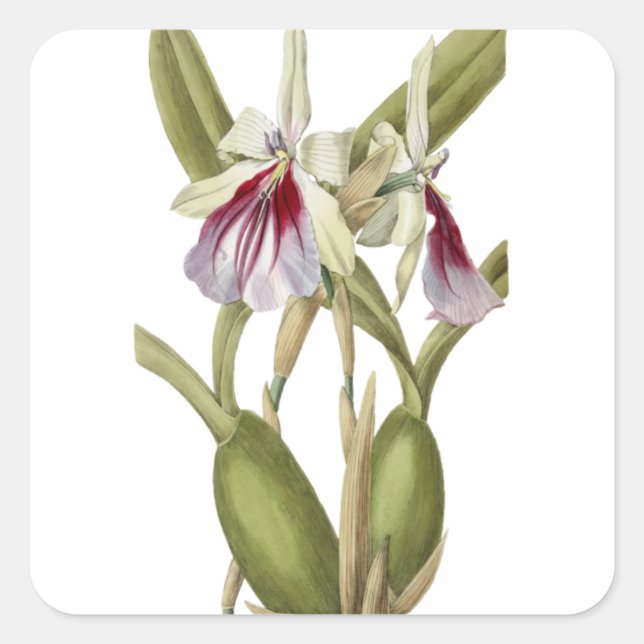 Miltonia Spectabilis orchid botanical sticker (Front)