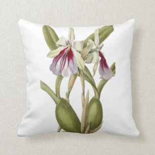 Miltonia Spectabilis orchid botanical throw pillow