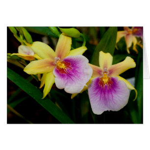 Miltonia Sunset Cards