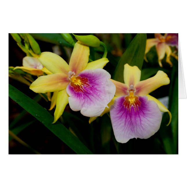 Miltonia Sunset Cards (Front Horizontal)