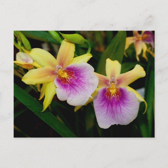 Miltonia Sunset Postcard (Front)