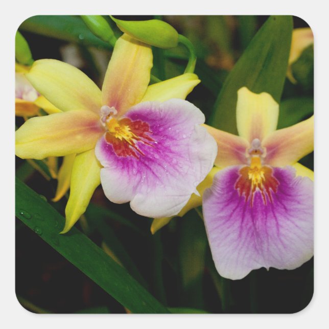 Miltonia Sunset Square Sticker (Front)