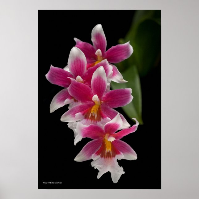 Miltonioda Sakura Poster (Front)