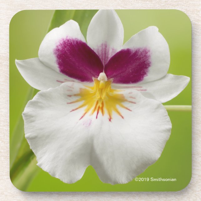 Miltoniopsis Roezlii (Pansy Orchids) Beverage Coaster (Front)