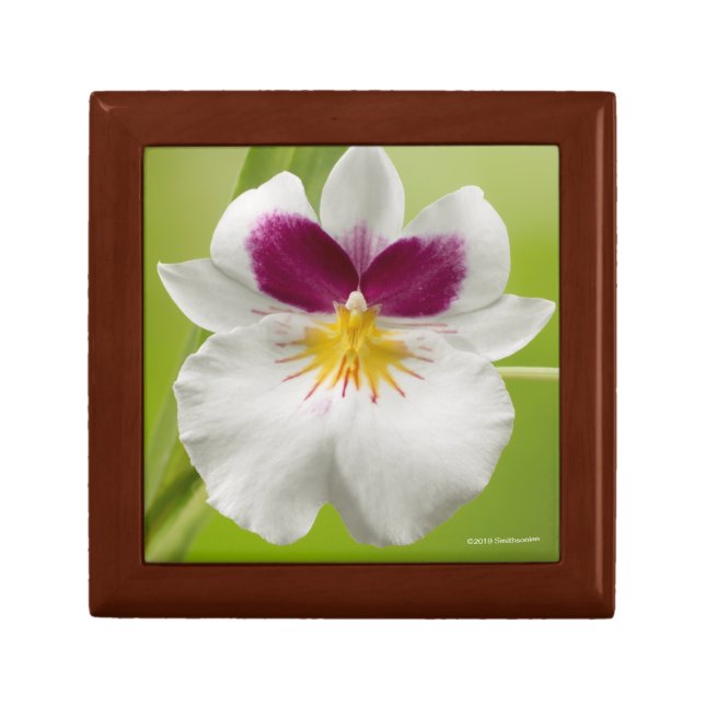 Miltoniopsis Roezlii (Pansy Orchids) Gift Box (Front)