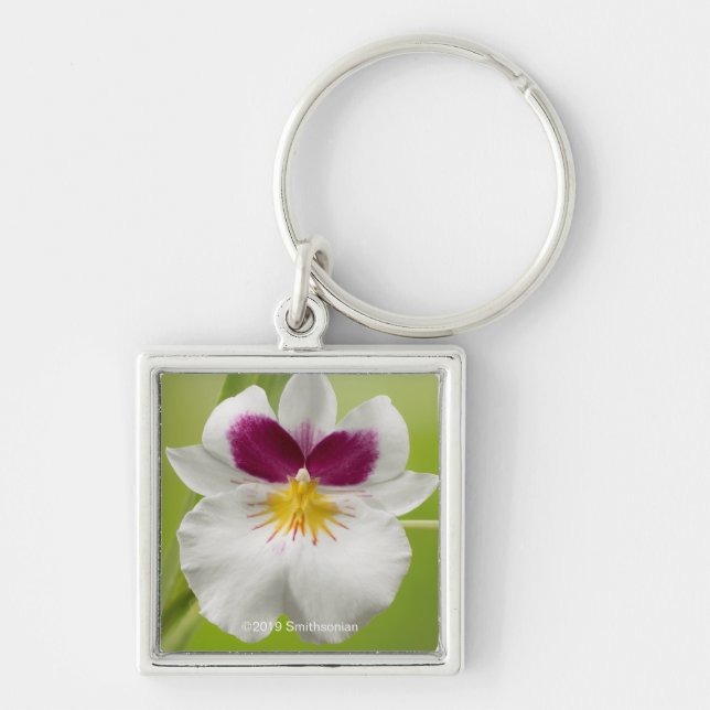 Miltoniopsis Roezlii (Pansy Orchids) Keychain (Front)
