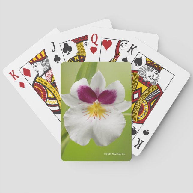 Miltoniopsis Roezlii (Pansy Orchids) Poker Cards (Back)