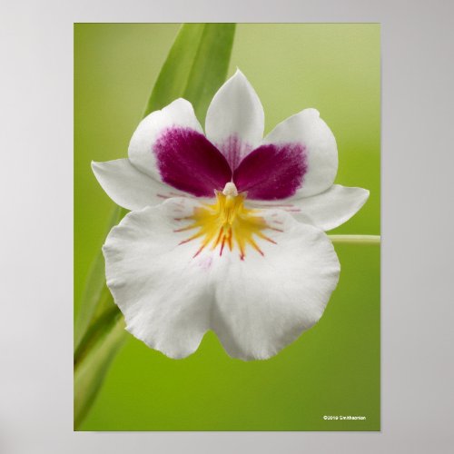 Miltoniopsis Roezlii Pansy Orchids Poster