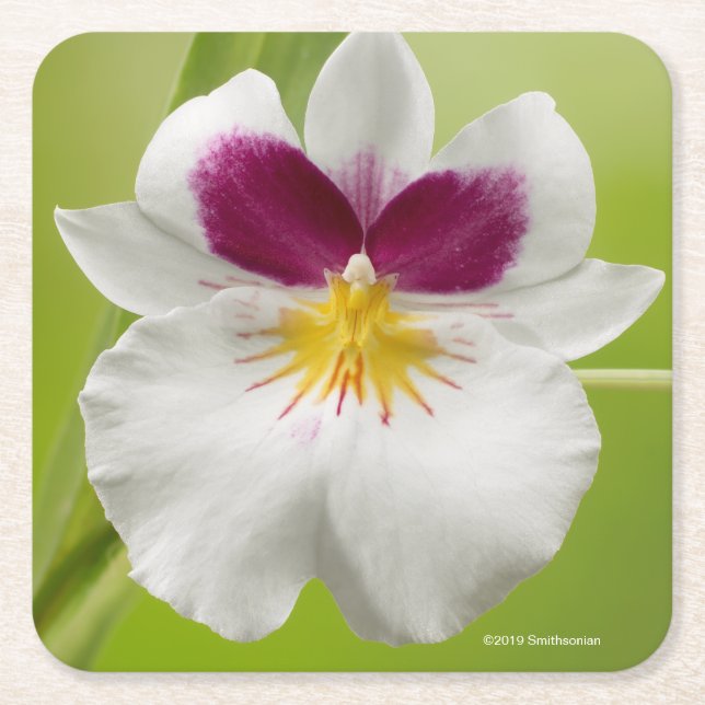 Miltoniopsis Roezlii (Pansy Orchids) Square Paper Coaster (Front)