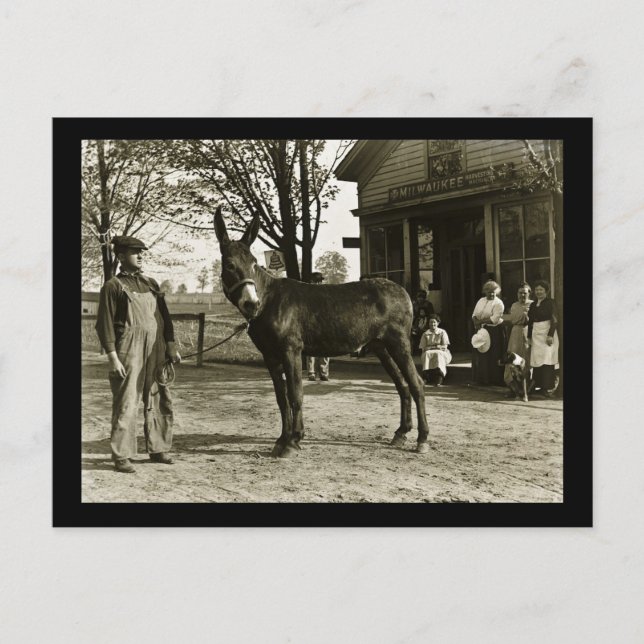 Milwaukee Mule and Farmer Vintage Postcard (Front)