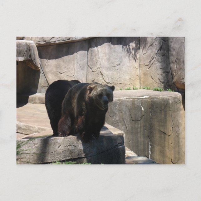 Milwaukee zoo bear postcard (Front)