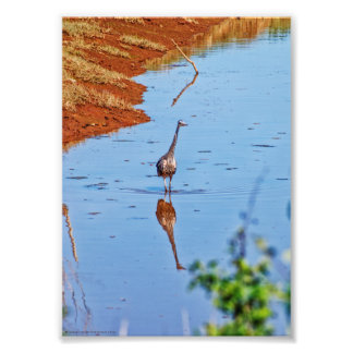 Mimicking Photo Print