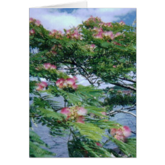 Mimosa blossoms and water view