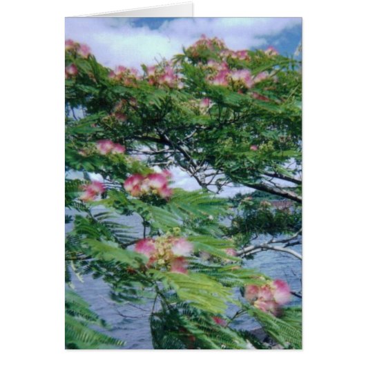 Mimosa blossoms and water view cards (Front)