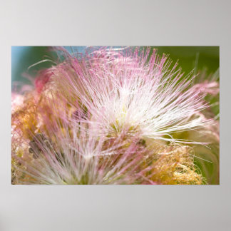 Mimosa Blossoms Poster