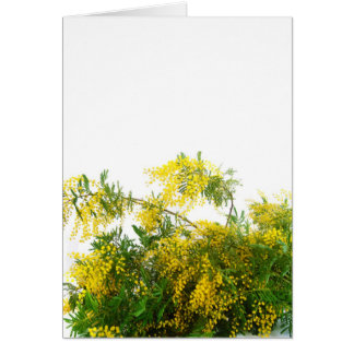 Mimosa Cards