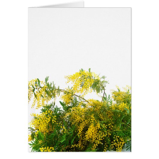 Mimosa Cards (Front)