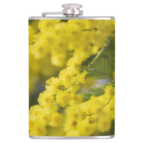 mimosa in bloom  flask