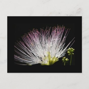 Mimosa Postcard by artinphotography at Zazzle