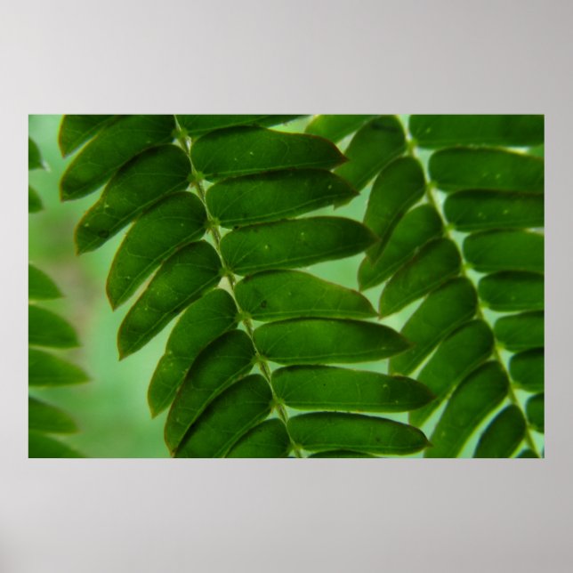 Mimosa Secrets Poster (Front)