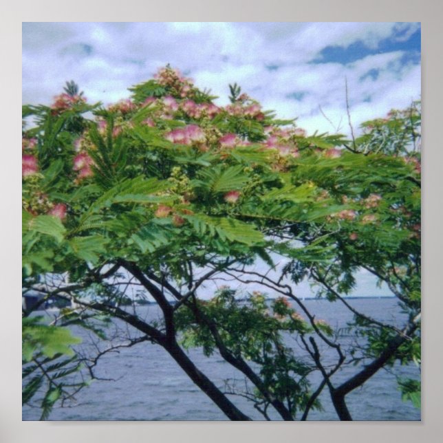 Mimosa Tree in Bloom Poster (Front)