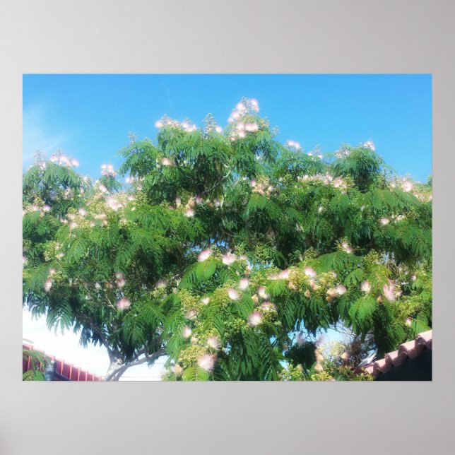 Mimosa Tree Poster (Front)