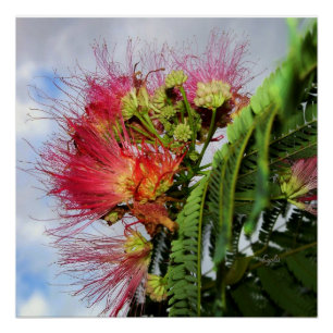 Mimosa Tree with Pink Flowers Glossy Poster