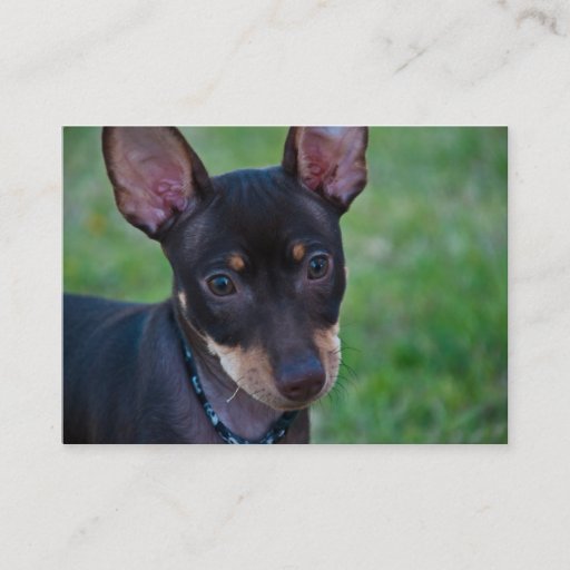 Customizable Min Pin business cards