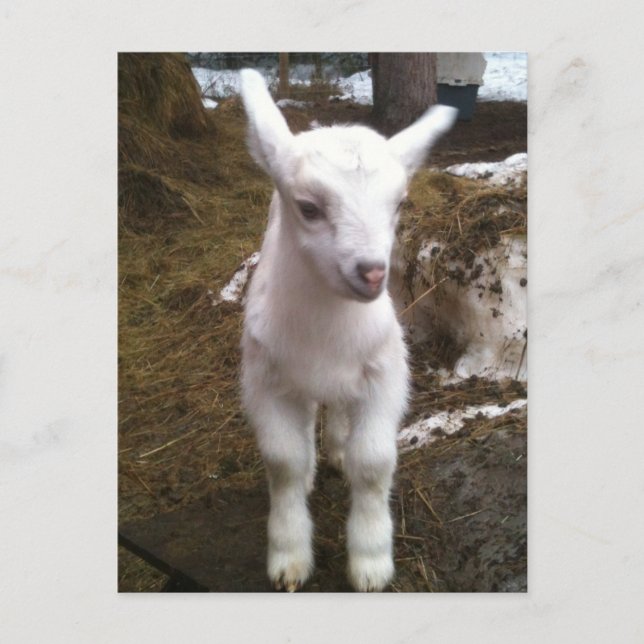 Min the Doeling Postcard (Front)