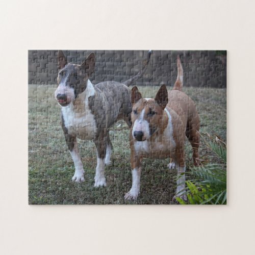 Minature Bull Terriers Jigsaw Puzzle