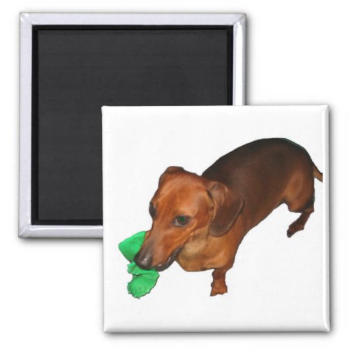 Minature Dachshund Magnet