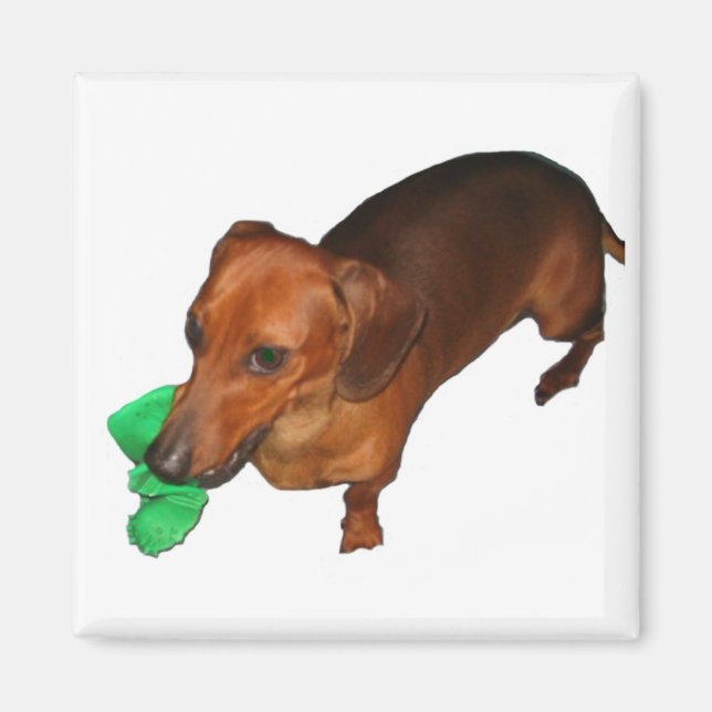 Minature Dachshund Magnet (Front)